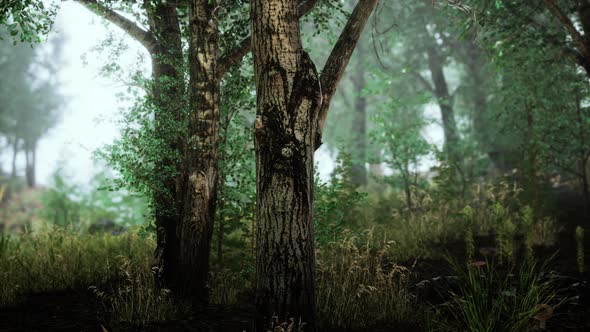 Panoramic View of the Majestic Evergreen Forest in a Morning Fog alt