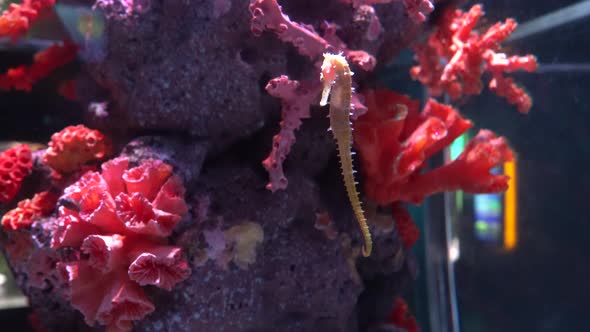Amazing seahorse at the tropical corals, close-up alt