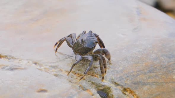 Pachygrapsus Marmoratus is a Species of Crab Sometimes Called the Marbled Rock Crab alt
