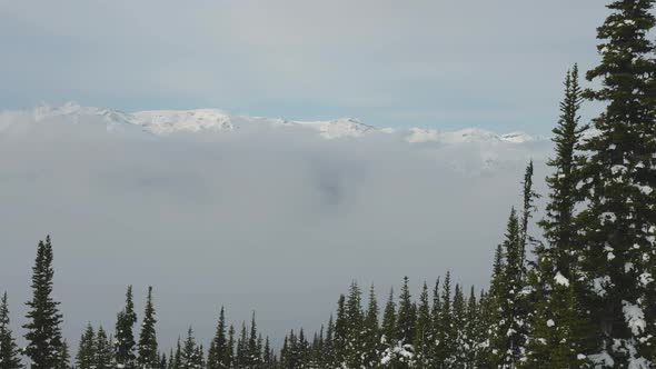 Snowy Forest on Top of the Mountains in Winter During Sunny Morning alt