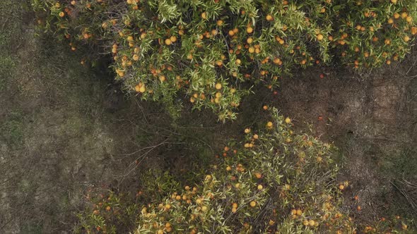 Orange Tree Plantations in the Spanish Province