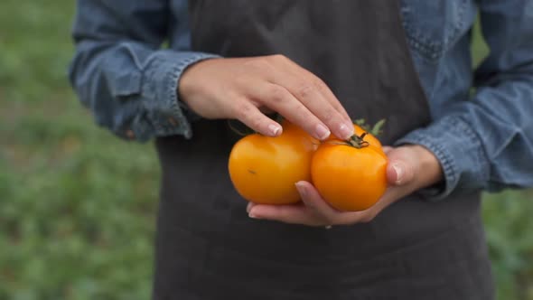 Farmer Holding Fresh Tomatoes