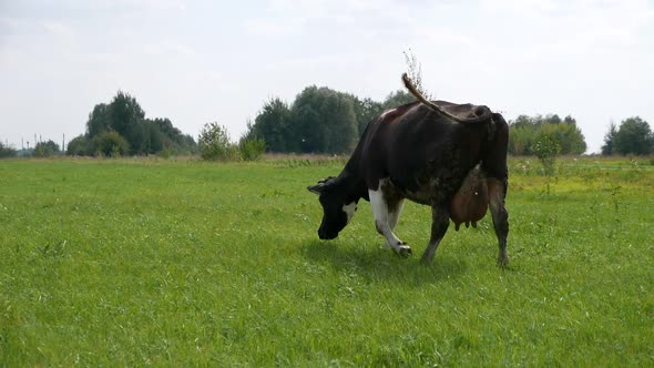 Black Cow on the Field of Organic Farm