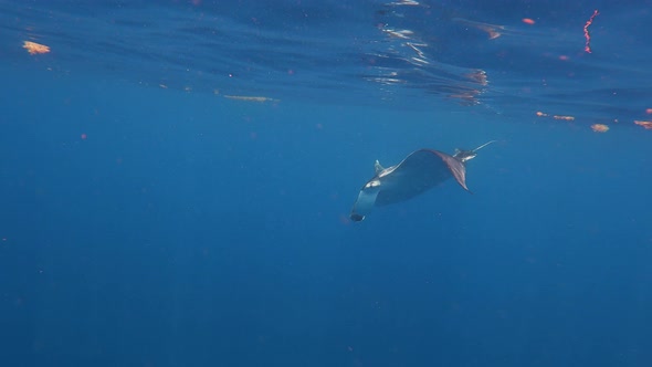 Manta Ray alt