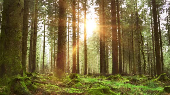 Panning Through a Forest