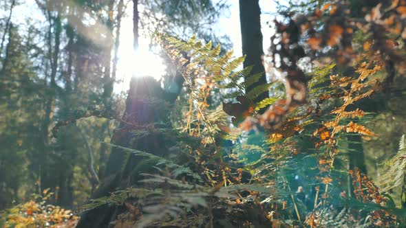 Bushes and Fern with Brown and Orange Leaves in Old Forest alt