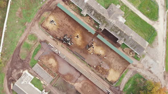 Industrial agriculture, farming and agronomy. Herd of farm cows at corrals at dairy farm alt
