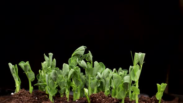 Growing Plants in Spring Time Lapse Sprouts Germination Newborn Pea Microgreen in Black Background