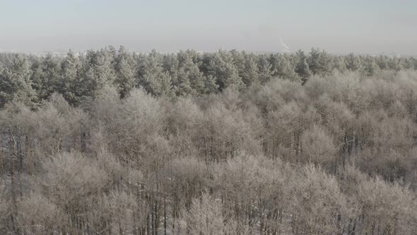 Ungraded Dlog Beautiful Snowy White Forest In Winter Frosty Day alt