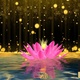 Water Lily - VideoHive Item for Sale