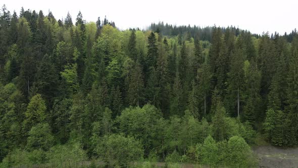 Ukraine, Carpathians: Forest Landscape. Aerial View alt