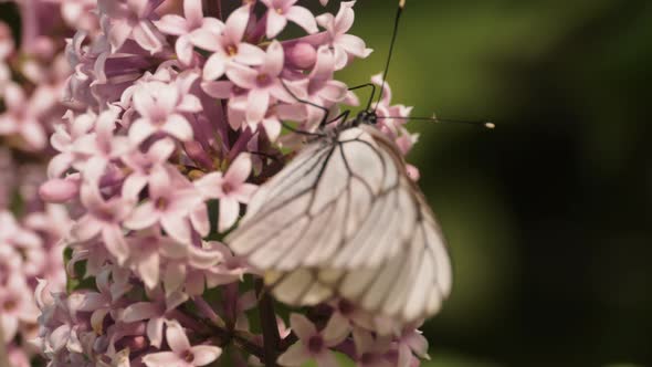 White Butterfly on a Lilac Bush