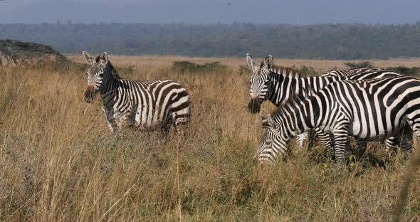Grant's Zebra, equus burchelli boehmi, Herd eating grass at Nairobi Park in Kenya, Real Time 4K alt