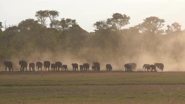 Herd of African Bush elephants walking on a dry savanna during sunset alt