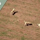 Dogs Playing In The Field - VideoHive Item for Sale