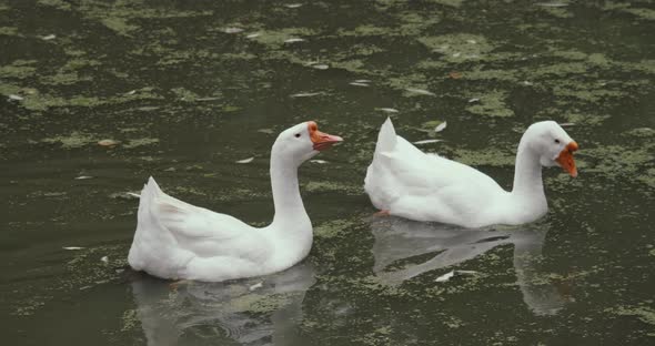 White Domestic Geese and Ducks Swim in Pond on Farm