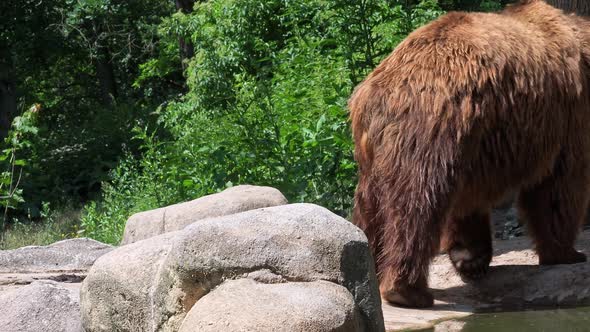 Closeup of kamchatka brown bear.  