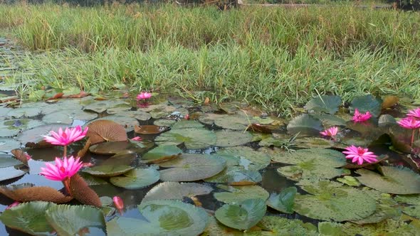 Beautiful red water lily flower in group ,Morning shot,lily pads,Big flowers alt