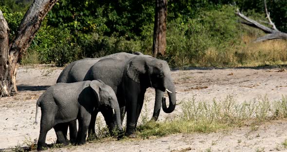African elephant, Bwabwata Namibia, Africa safari wildlife alt