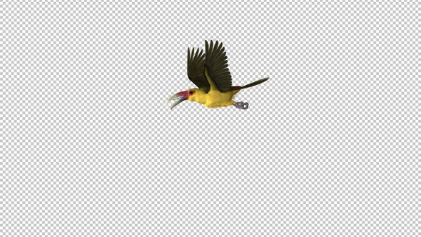Toucan Bird - III - Saffron Aracari - Flying Loop - Screen Circle