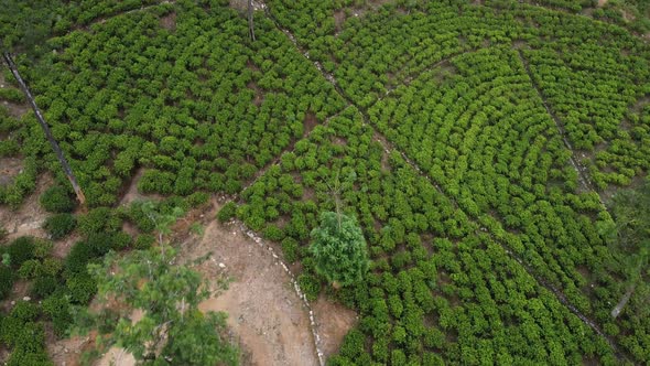 Aerial Footage of Tea Plantations in Sri Lanka