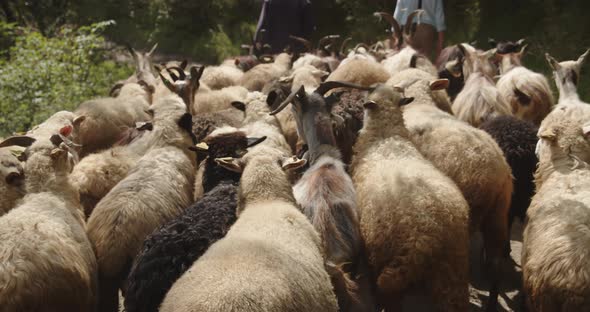 A Flock Of Sheep And Goats Follow The Shepherds