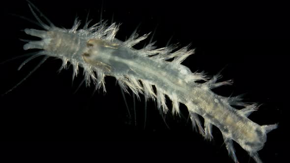 Worm Polychaeta Under a Microscope, This Is the Annelida Class, Live in ...