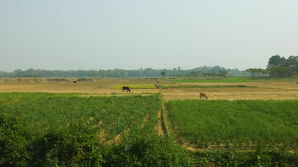 Farmland in rural Sylhet with cows in Bangladesh alt