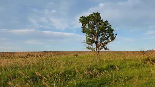 Picturesque summer landscape with a lone tree in the field