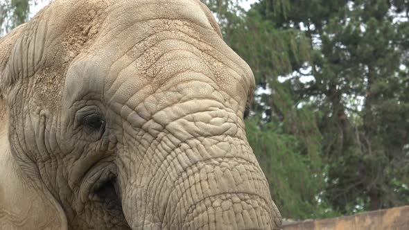 African bush elephant (Loxodonta africana)