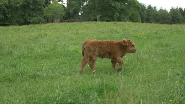 Scottish Highland calf and cow alt