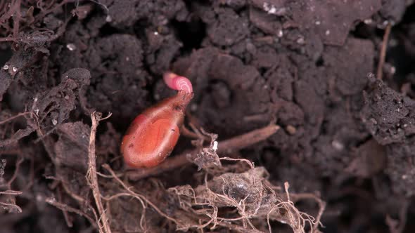 Movement of young worms in a cocoon, family Lumbricidae alt