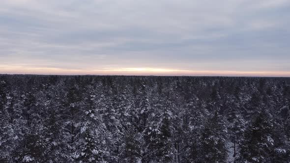 Flight over a beautiful winter forest covered in snow at sunset. Snowy winter in a deserted forest. alt