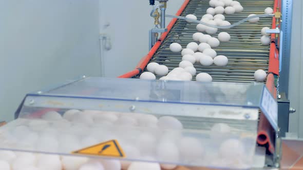 Clean Eggs Moving From a Line, Close Up. alt