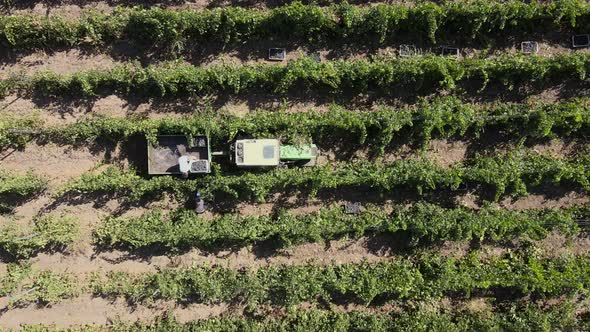 Countryside Farms, Vineyard Grapes, Aerial View of Grapes Harvest with Tractor alt