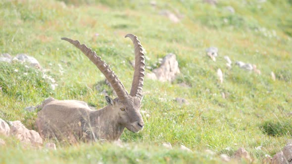 MEDIUM SHOT Alpine ibex chewing grass in Schneibstein Austria on a cold sunny morning alt