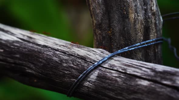 Red ants march on aged wooden construction in garden, close up alt
