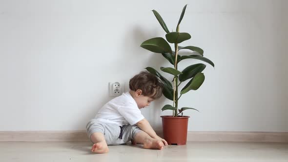 Little boy sits near plant in pot on floor