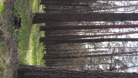 Vertical Video of Beautiful Forest Landscape Aerial View alt