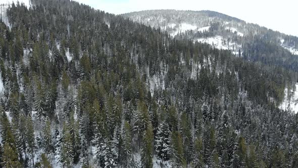 Aerial shot of snow covered spruce and pine forest. Beautiful mountains.