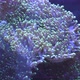Sea anemones in the aquarium - VideoHive Item for Sale