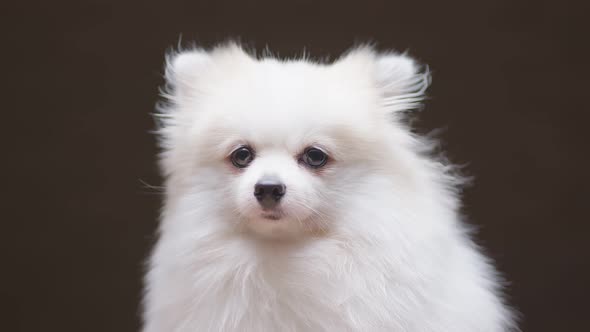 portrait of white color pomeranian lap dog animal sitting casual relax dark background alt
