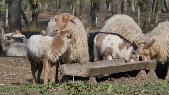 Sheep and Lambs in spring season, new life alt