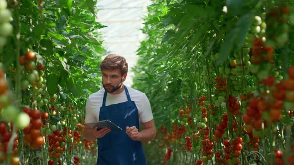 Agronomist Innovate Tablet Checking Tomatoes Growth Level in Technological Farm alt