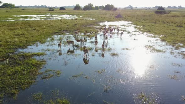 Lechwe relaxing and running through water in the Botswana Okavango Delta, Aerial alt