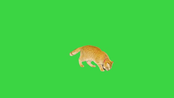 The Orange Ginger Cat Prowling and Searching for Something on a Green Screen Chroma Key