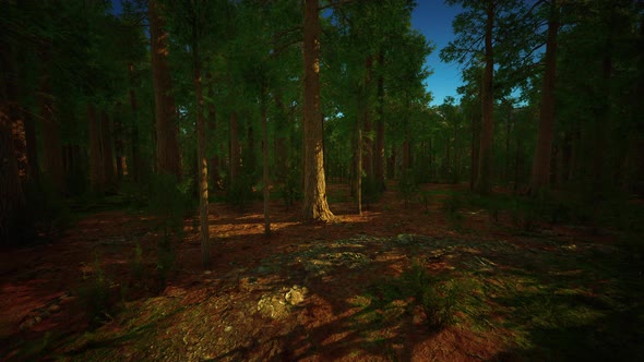 Scale of the Giant Sequoias of Sequoia National Park alt