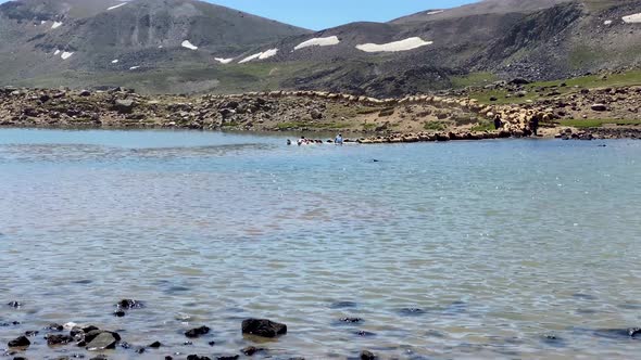 Flock of Sheep Enter the Lake Cross the River Swim in the Water Wash their Wet Fur Wool by Nomad Peo alt