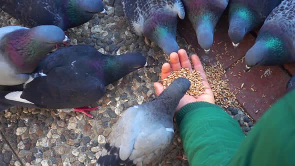 Pigeons Eating Food From Human Hands alt