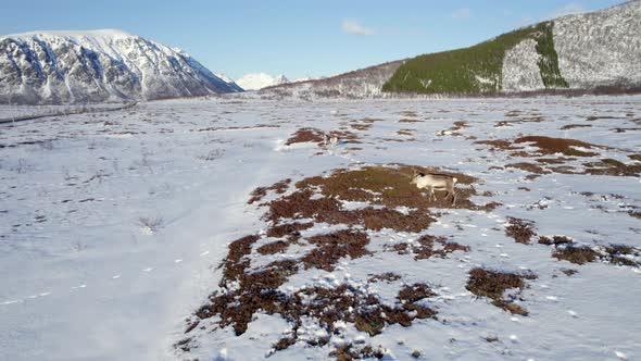 Aerial truck right shot of reindeer grazing in a snow covered field near a road in Norway on a clear alt